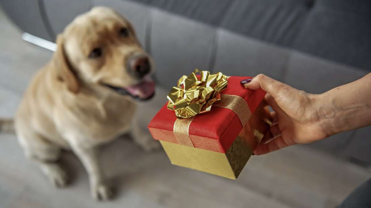 Personalised dog clearance gifts for humans