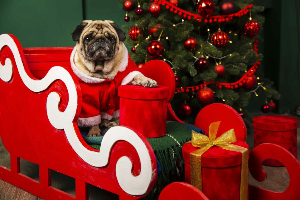 Christmas Photo Ideas with Your Pets