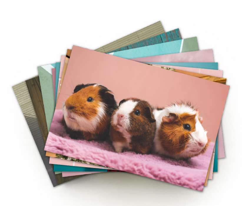 personalised photo prints for pets