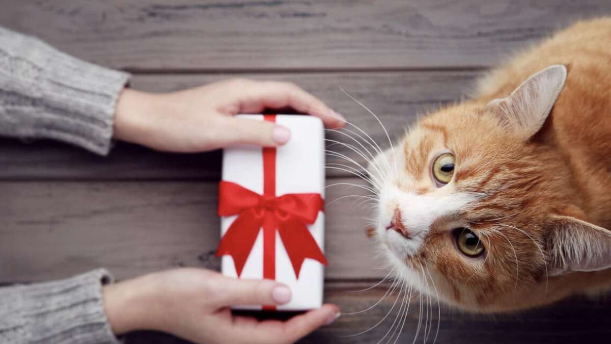 Idea Hadiah Untuk Si Kucing & Si Anjing Kesayangaan Anda